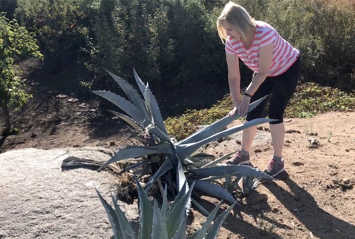 How to check an agave for snout weevil (c) Debra Lee Baldwin 