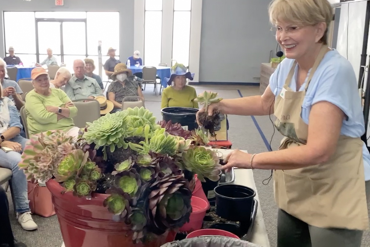 Debra Lee Baldwin's succulent potting demo (c) Debra Lee Baldwin