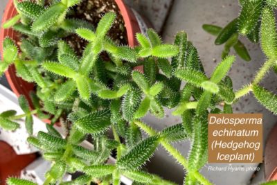 Cold-hardy green mesemb stiff white hairs Delosperma echinatum - Hedgehog Iceplant 