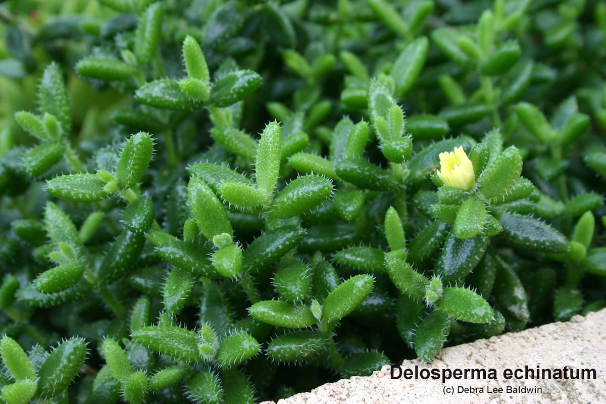 Succulent ice plant Delosperma echinatum (c) Debra Lee Baldwin