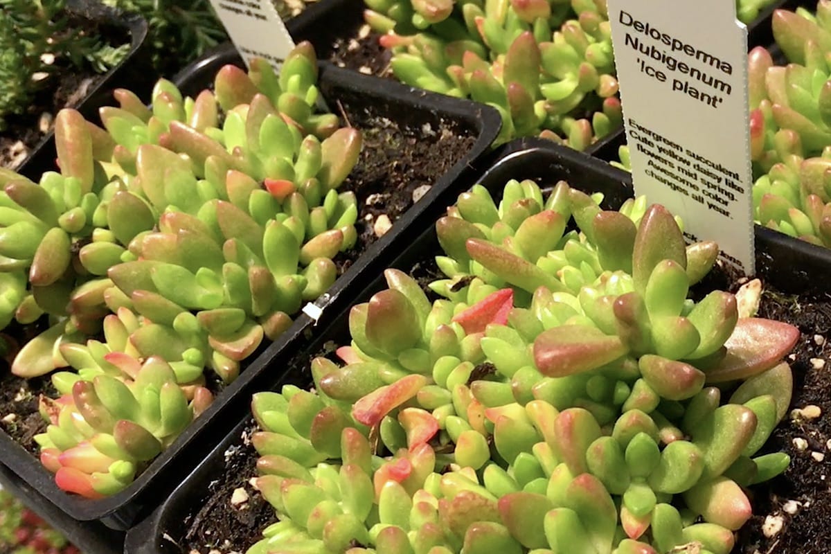 LARGE VARIETIES OF Cold Hardy STONECROP SEDUM Cuttings Cold Hardy to 30 °F 