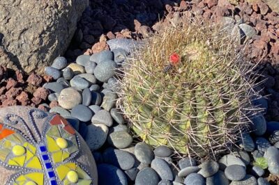 Ball shaped cactus with orange flowers Denmoza rodacantha (c) Debra Lee Baldwin