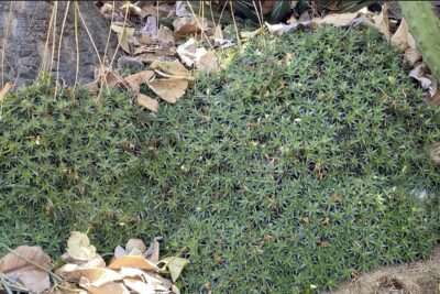 Colony forming bromeliad with spiky, star-shaped rosettes Deuterocohnia brevifolia