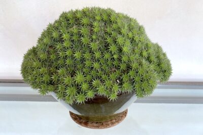 Bromeliad with small, sharp-pointed green rosettes Deuterocohnia brevifolia