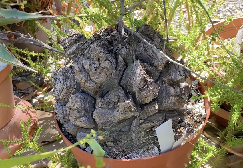 Plant with globular base woody dark gray, with stacked knobs Dioscorea elephantipes (c) Debra Lee Baldwin