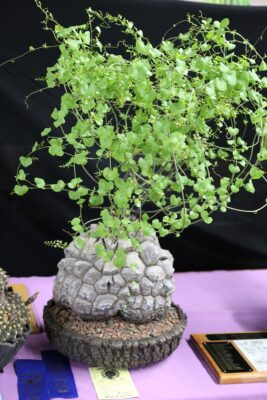 Succulent bonsai Dioscorea elephantipes Keith Kitoi Taylor (c) Debra Lee Baldwin