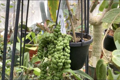Mounding tropical plant with green bearlike leaves Dischidia nummularia