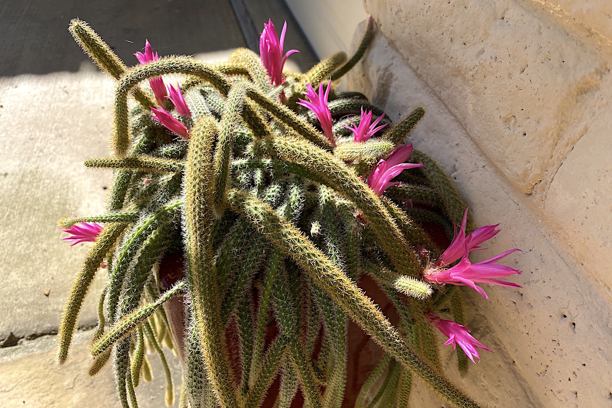 Disocactus flagelliformis (rattail cactus) (c) Debra Lee Baldwin