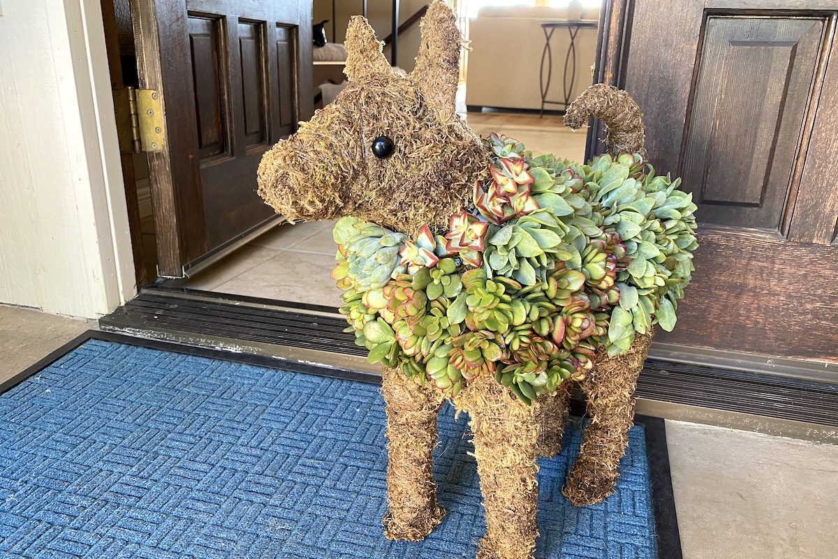 Succulent topiary dog
