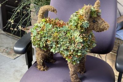 Dog topiary on chair (c) Debra Lee Baldwin