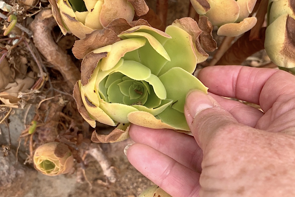 Dormant aeonium (c) Debra Lee Baldwin