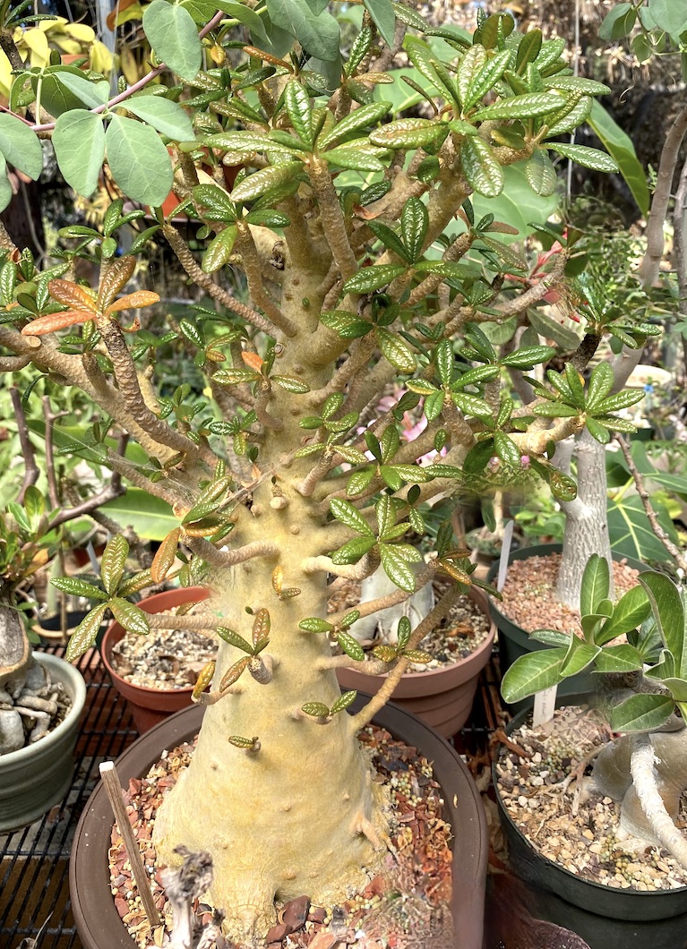 Fat-trunked succulent tree with small leaves and a tapered golden yellow trunk Dorstenia gigas (c) Debra Lee Baldwin