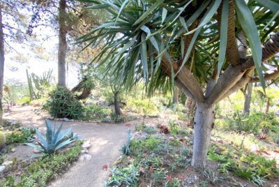 Thick-trunked tree with long slender leaf clusters at ends of branches Dracaena draco (dragon tree) (c) Debra Lee Baldwin