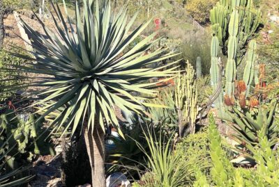 Succulent tree topped with a pincushion cluster of leaves Dracaena draco (dragon tree) (c) Debra Lee Baldwin