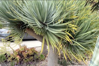 Pruned dragon tree leaves (Dracaena draco)