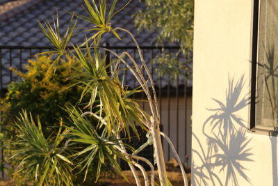 Dracaena marginata shadow cast (c) Debra Lee Baldwin