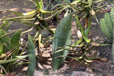 Shade-loving shark's fin succulent: Dracaena (sansevieria) (c) Debra Lee Baldwin