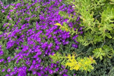 Ice Plant Uses Photos IDs | Succulent Expert Debra Lee Baldwin