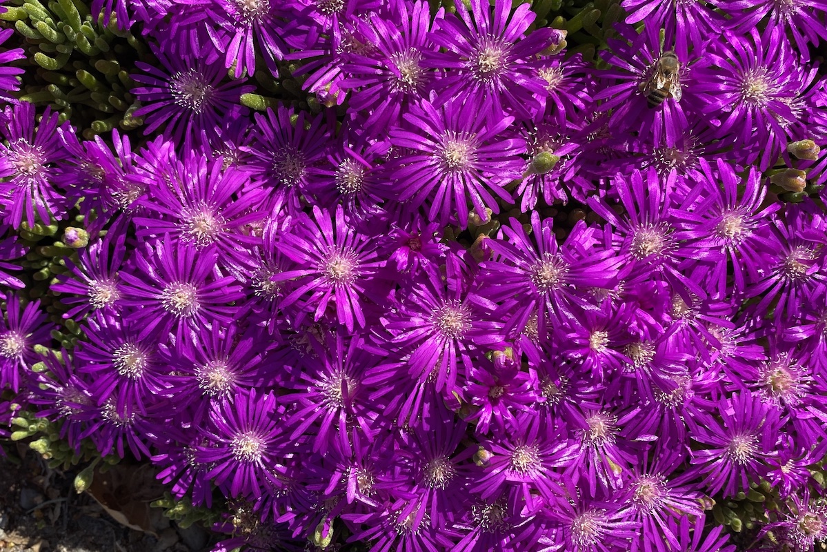 Drosanthemum floribundum purple (c) Debra Lee Baldwin