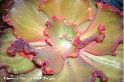 Gold and pink Echeveria variety