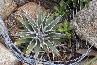 Dyckia 'Keswick' is a dark green multilayered star with white teeth along leaf margins (c) Debra Lee Baldwin