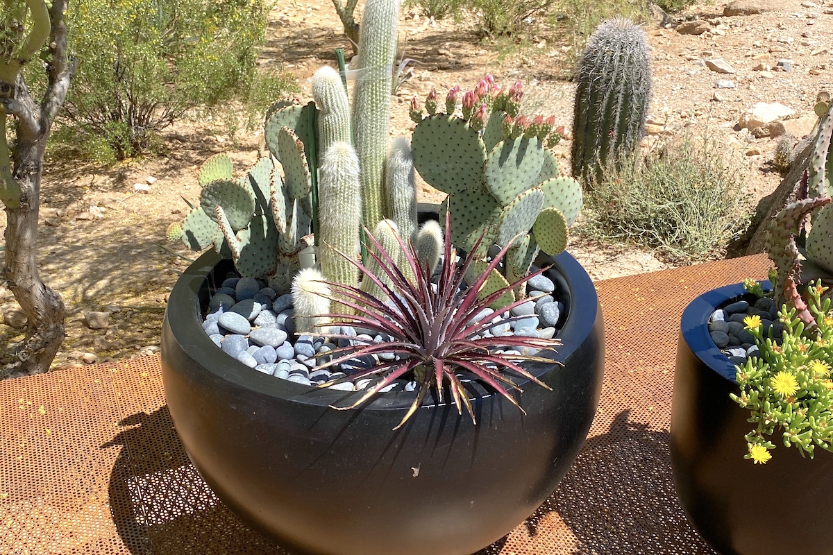 Dyckia in black pot with cacti (c) Debra Lee Baldwin 
