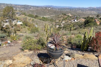 Dyckia sp. (c) Debra Lee Baldwin