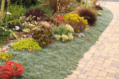 Dymondia, kalanchoe, aeoniums, grasses Succulent driveway (c) Debra Lee Baldwin
