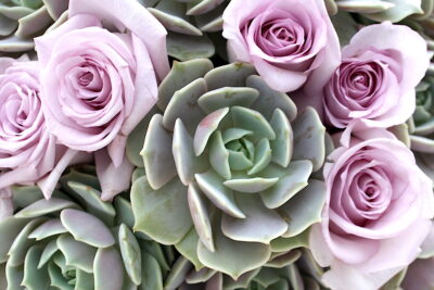Echeveria 'Lola' and roses, both with Fibonacci spirals (c) Debra Lee Baldwin