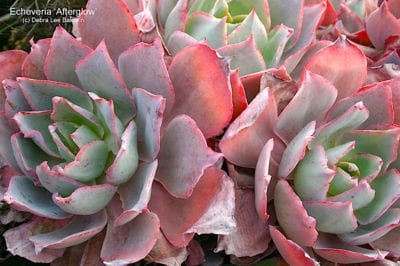 Pink Echeveria variety (c) Debra Lee Baldwin