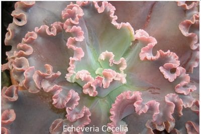 Pink ruffled Echeveria 'Cecelia'