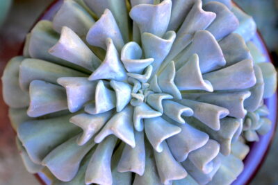 Echeveria 'Cubic Frost' (c) Debra Lee Baldwin