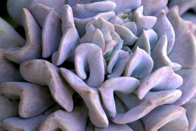 Lavender Echeveria 'Cubic Frost'