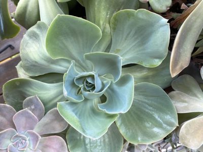 Blue Echeveria 'Domingo' (c) Debra Lee Baldwin