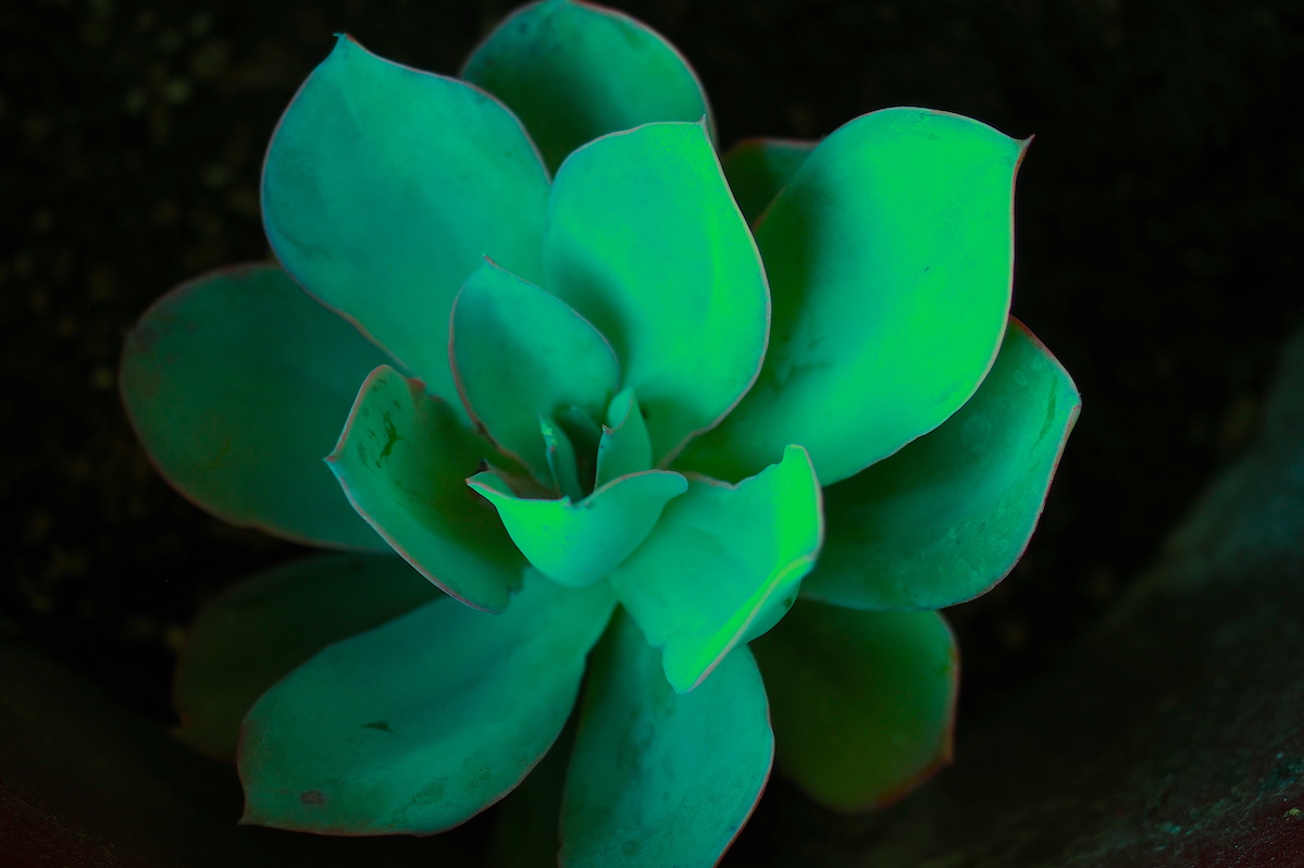 Glow in the dark succulent (c) Debra Lee Baldwin