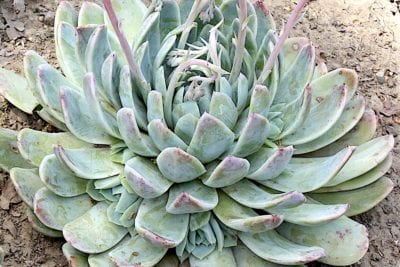 Blue Echeveria 'Ghost Buster'