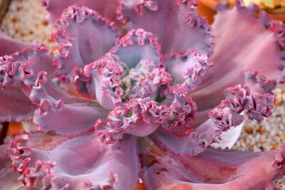 Pink ruffled Echeveria 'Jane Naylor'