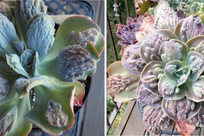 Echeveria 'Lilac Frost' before & after stressing (c) Debra Lee Baldwin