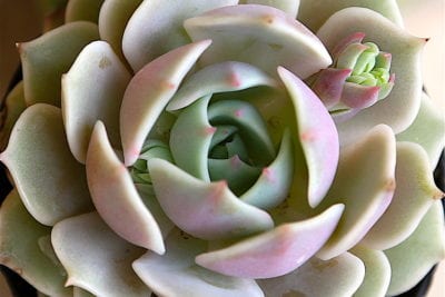 Silvery pink Echeveria 'Lola' (c) Debra Lee Baldwin