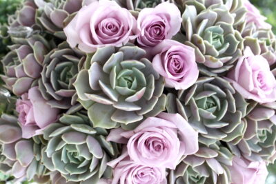 Echeveria 'Lola' and lavender roses (c) Debra Lee Baldwin
