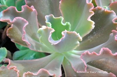 Pink and green Echeveria 'Lucy'