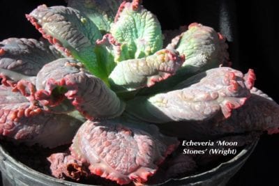 Bumpy green and red Echeveria 'Moon Stones'