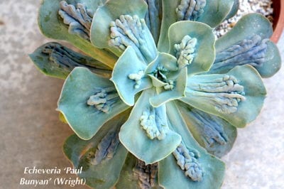 Bumps in middle of leaves Echeveria 'Paul Bunyan'