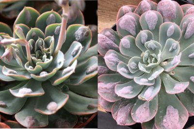 Echeveria 'Raindrops' before & after stressing (c) Debra Lee Baldwin