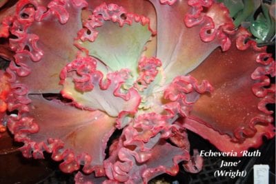 Coral pink ruffled Echeveria 'Ruth Jane'