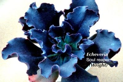 blue black Echeveria 'Soul Reaper'