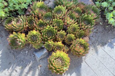 Green succulent that looks like a rose with pointed leaves Echeveria agavoides