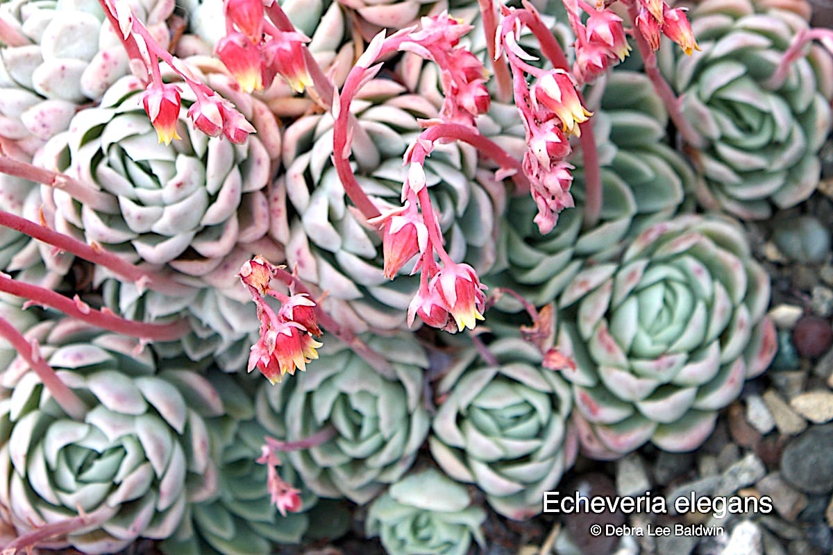 Types Of Echeveria How To Grow Labeled Photos Debra Lee Baldwin Types Of Echeveria How To Grow Labeled Photos Debra Lee Baldwin
