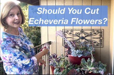 Echeveria flowers video