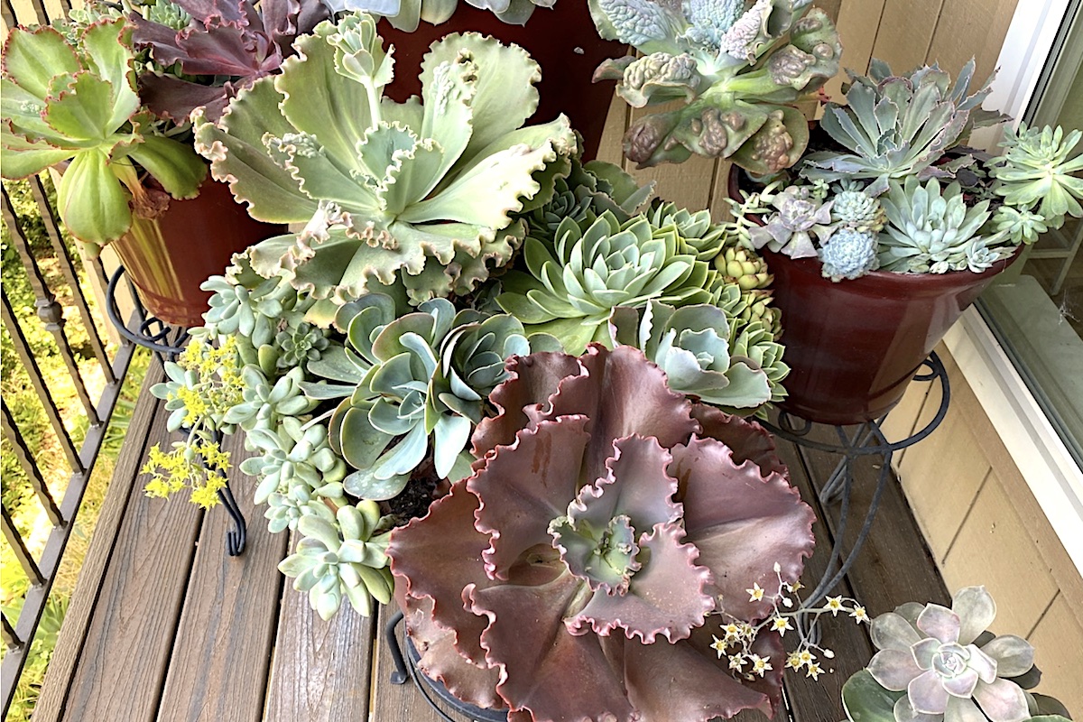 Echeveria garden in large pots half filled with plastic water bottles (c) Debra Lee Baldwin